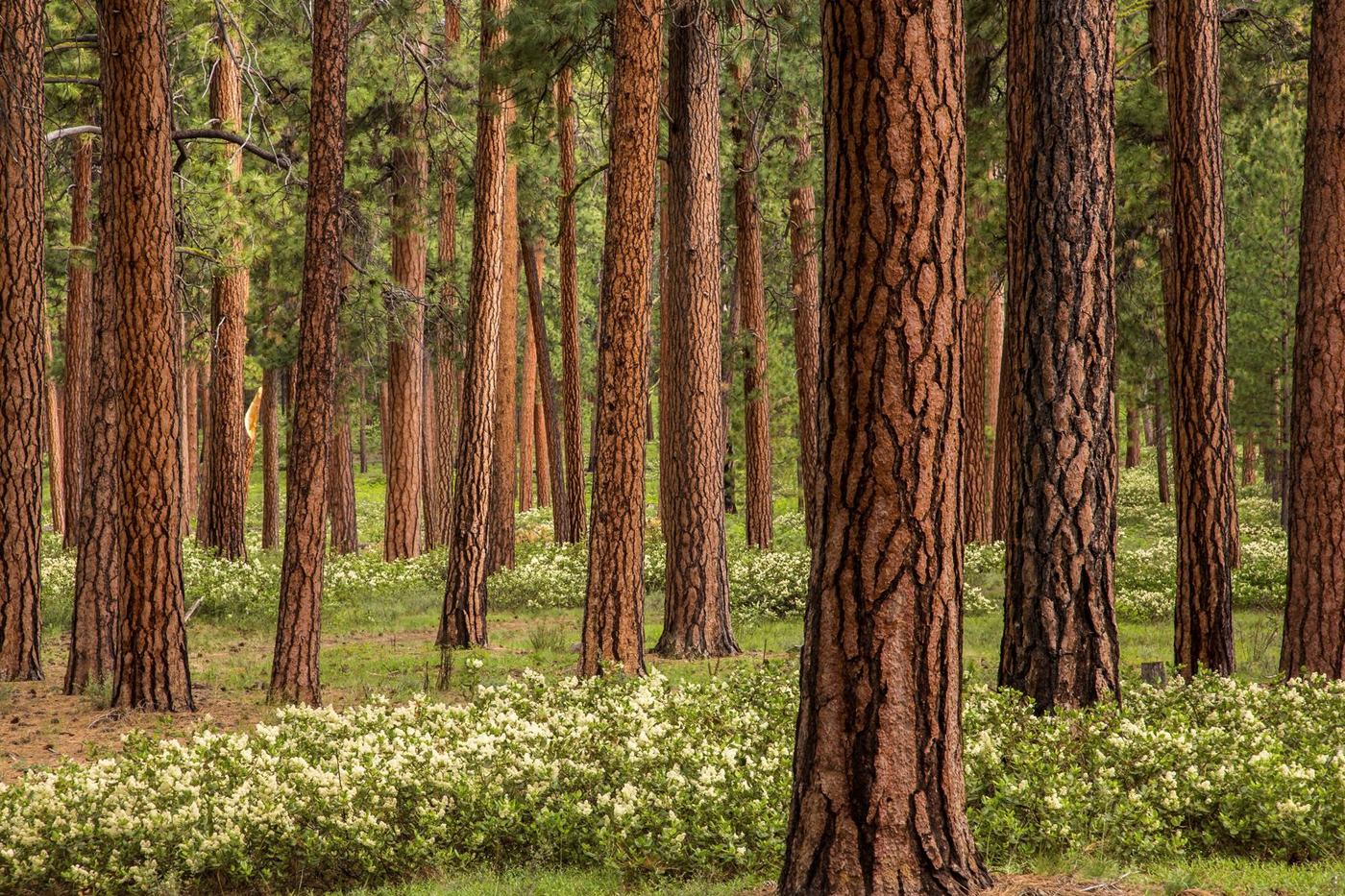 Open ponderosa pine stand with flowering ceanothus in the understory